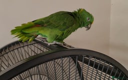 Parrots birds for sale: Tame Female Yellow Naped Amazon - Image 4