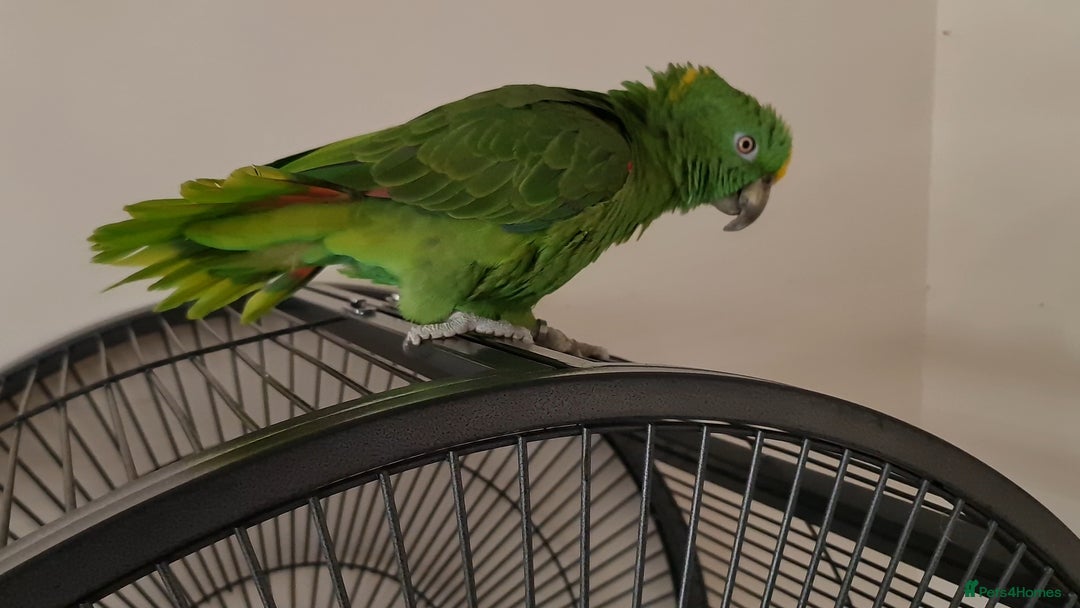 Parrots birds for sale: Tame Female Yellow Naped Amazon - Image 4