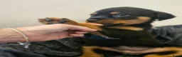 Rottweiler dogs for sale: Exceptional Rottweiler Pups- ready in a week! - Advert 11