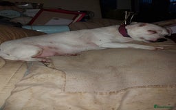 Jack Russell dogs for sale: Elderly Jack Russell In need of forever home - Image 2