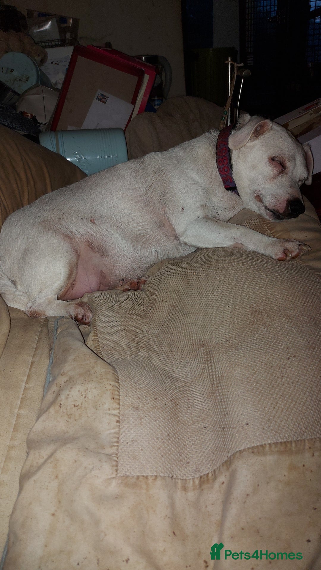 Jack Russell dogs for sale: Elderly Jack Russell In need of forever home - Image 2