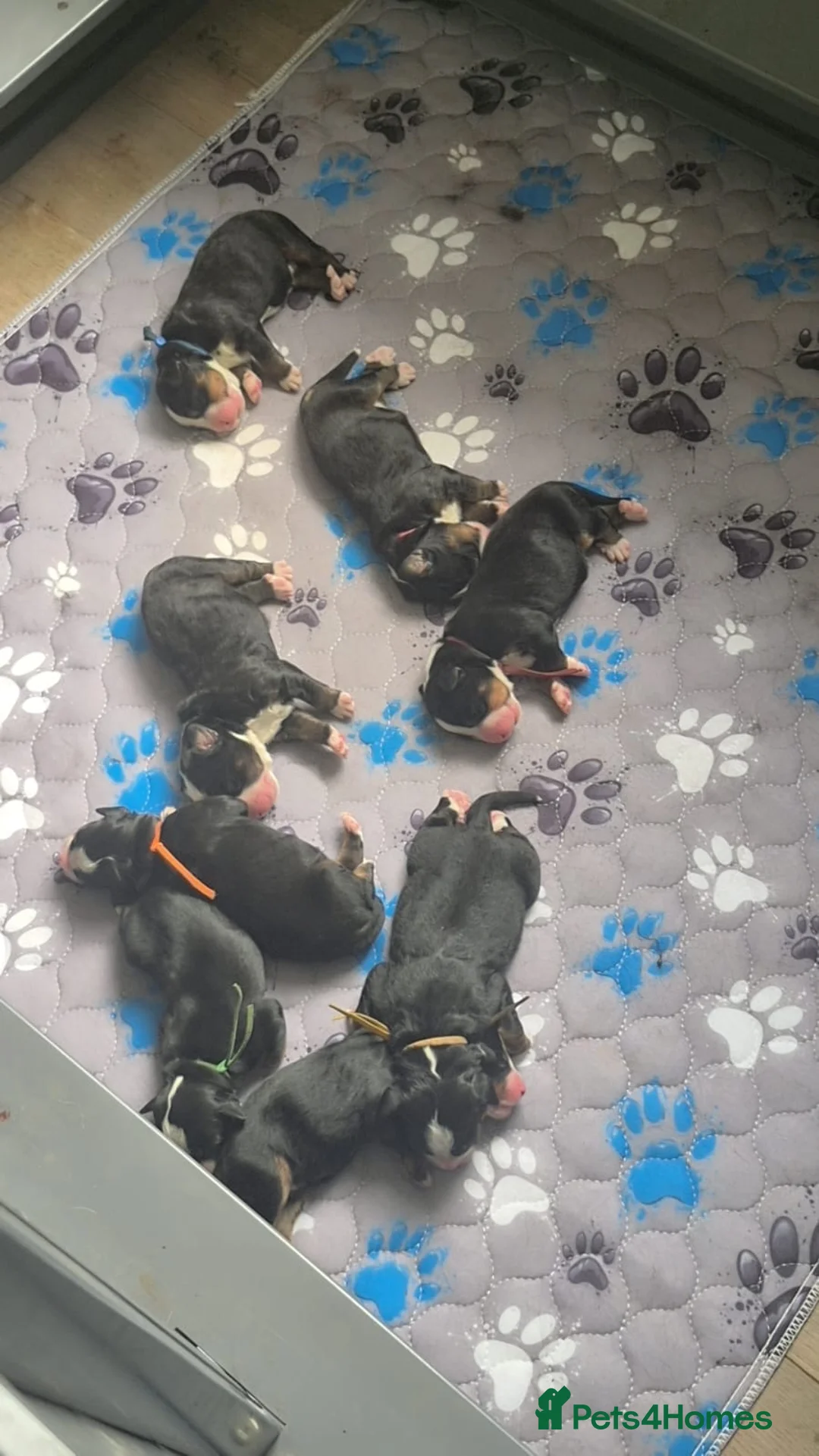 Bernese Mountain Dog dogs for sale: KC Bernese Mountain Dogs ❤️ - Advert 12