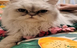 Persian cats for sale: 2 Persian Boys | Available ASAP.  - Image 5