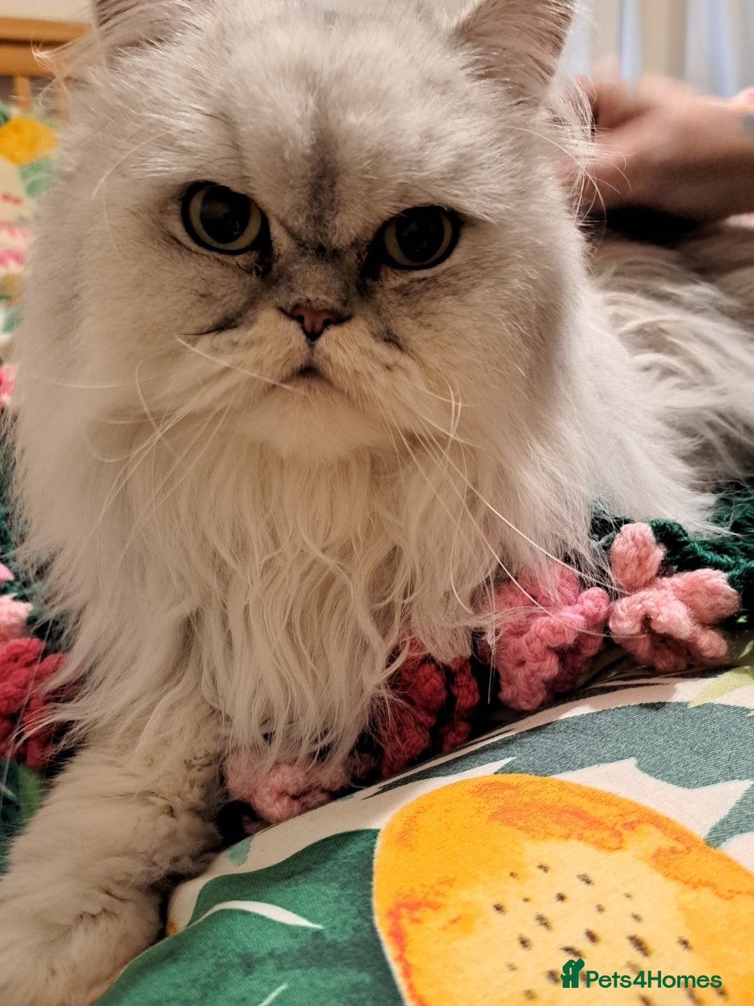Persian cats for sale: 2 Persian Boys | Available ASAP.  - Image 5