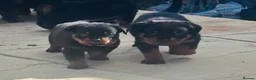Rottweiler dogs for sale: ELITE KC REGISTERED GERMAN ROTTWEILER PUPPIES  - Advert 18