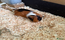 Guinea Pig rodents for sale: Guinea pig babies for sale - Image 8
