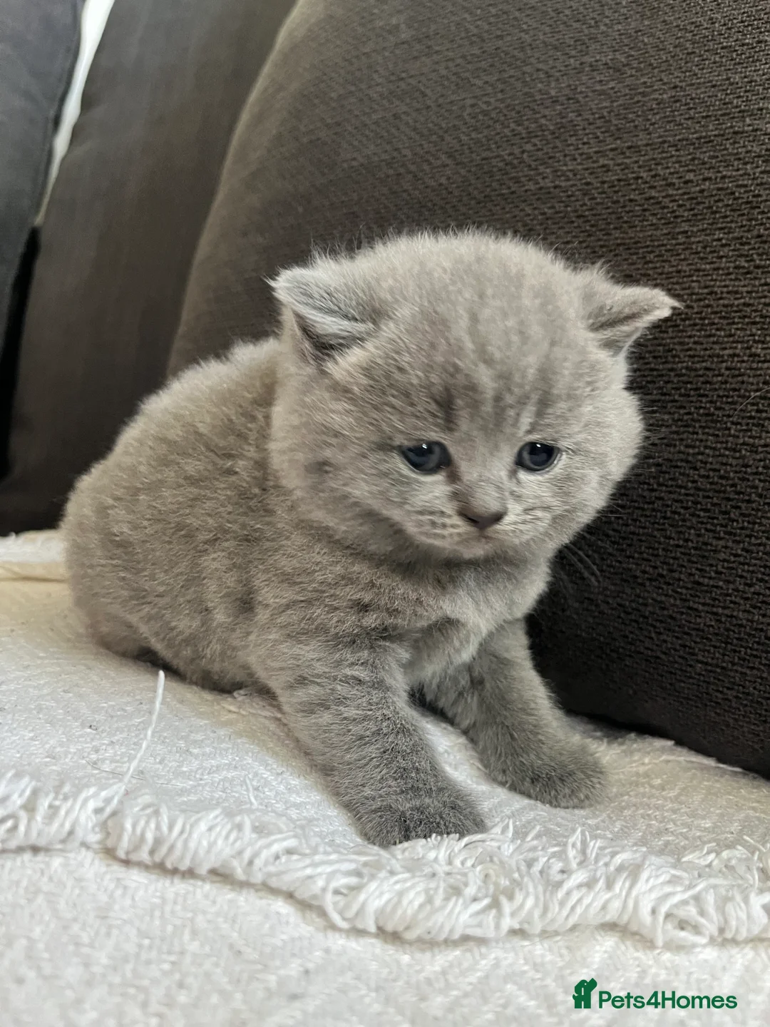 British Shorthair cats for sale: British short hair - Advert 12