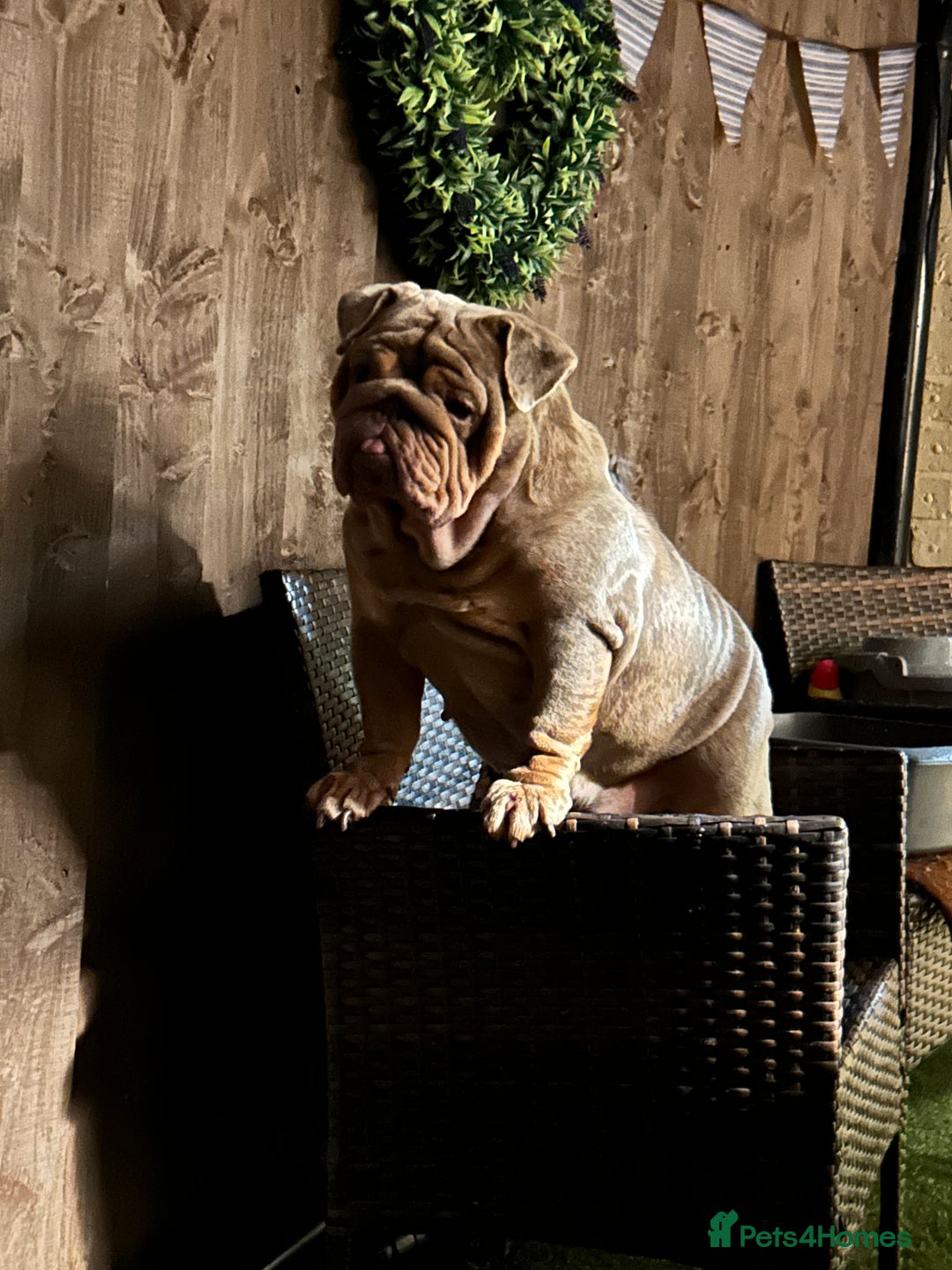 English Bulldog dogs for sale: English bulldog - Image 4