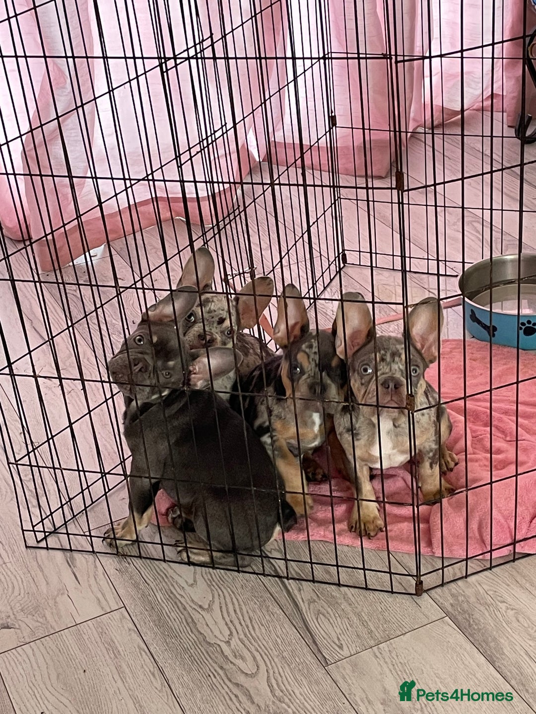 French Bulldog dogs for sale: Kc registered 12 week old French. Bulldogs  - Image 22