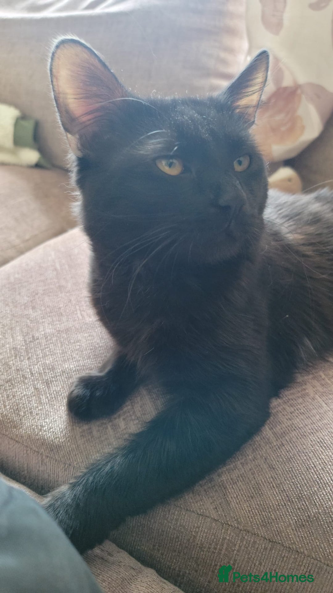Norwegian Forest Cat cats for sale: Norwegian forest x in Basingstoke - Image 32