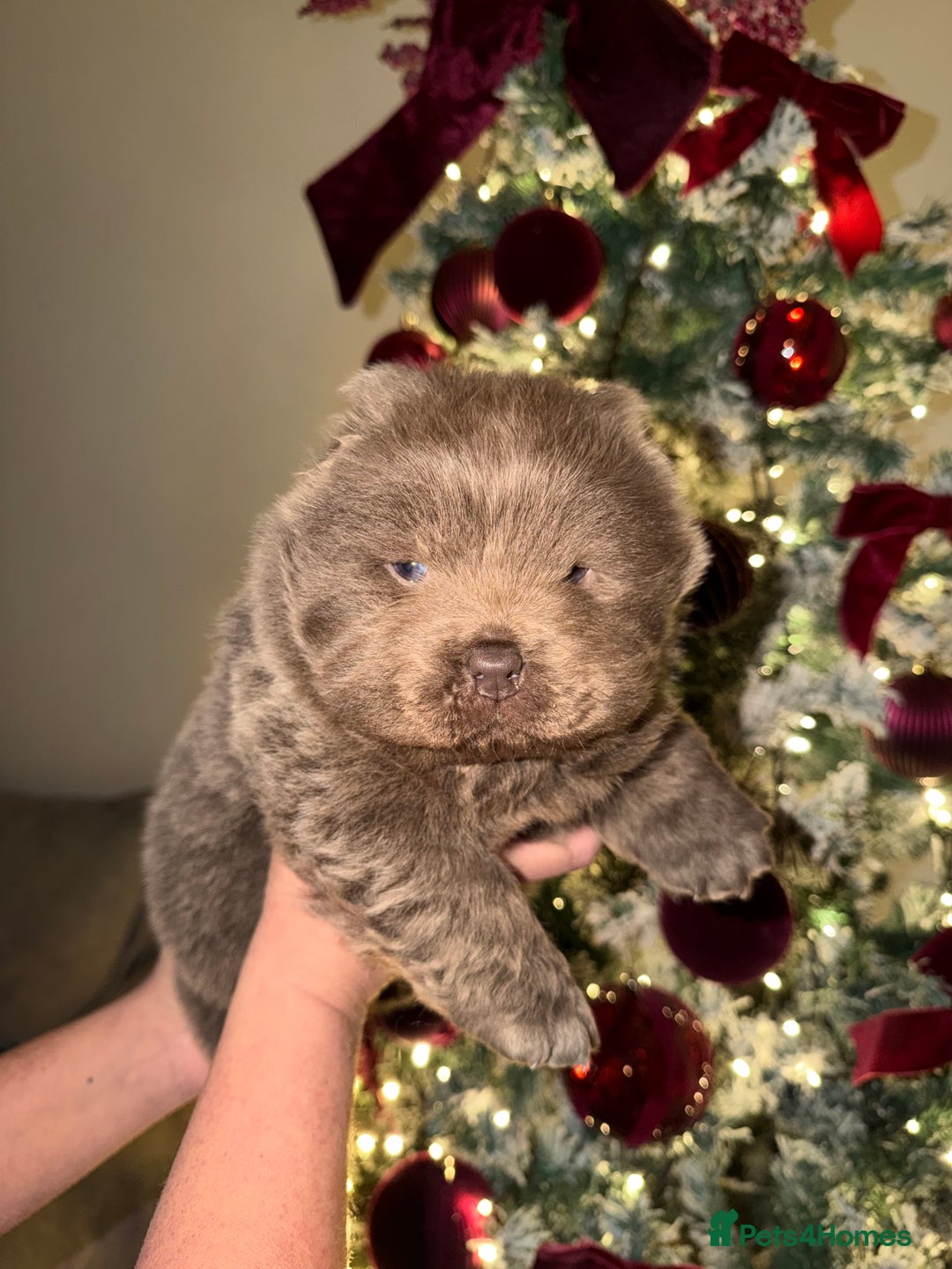 Chow Chow dogs for sale: Lilac Merle and lilac chow chow puppies for sale  - Advert 5
