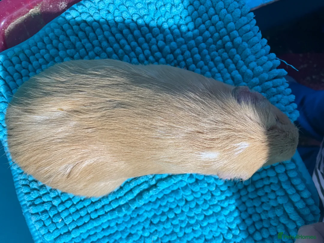 Guinea Pig rodents for sale: Lovely Male Guinea Pig - Advert 4