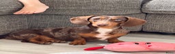 Miniature Dachshund dogs for sale: 🩵🩷✨ STUNNING MINIATURE DACHSHUND LITTER ✨🩷🩵 - Advert 7