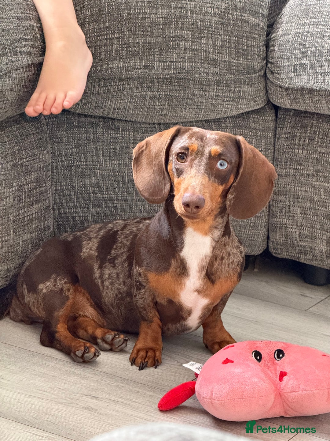 Miniature Dachshund dogs for sale: 🩵🩷✨ STUNNING MINIATURE DACHSHUND LITTER ✨🩷🩵 - Advert 7