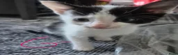 Mixed Breed cats for sale: Kittens - Advert 13