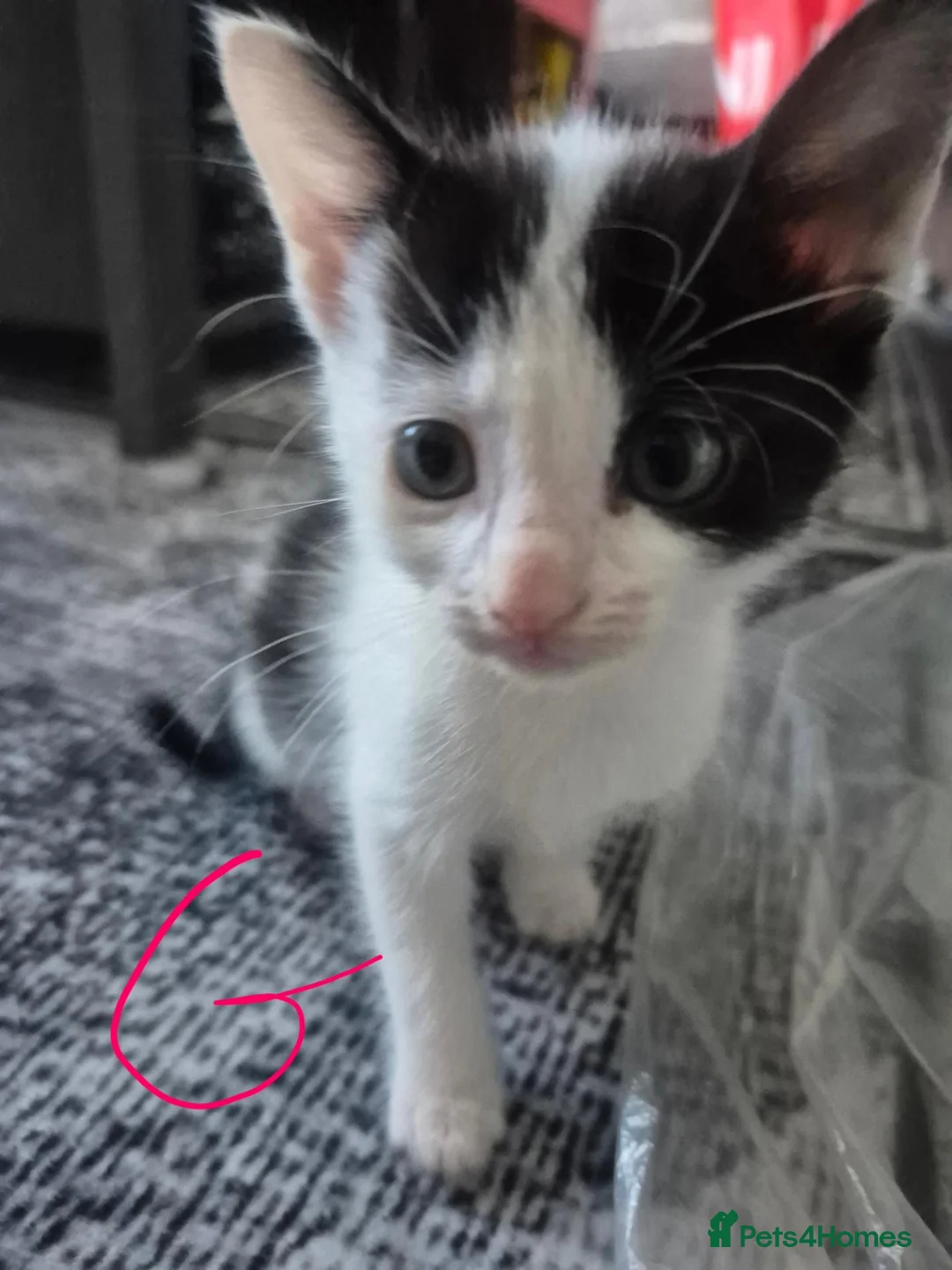 Mixed Breed cats for sale: Kittens - Advert 13