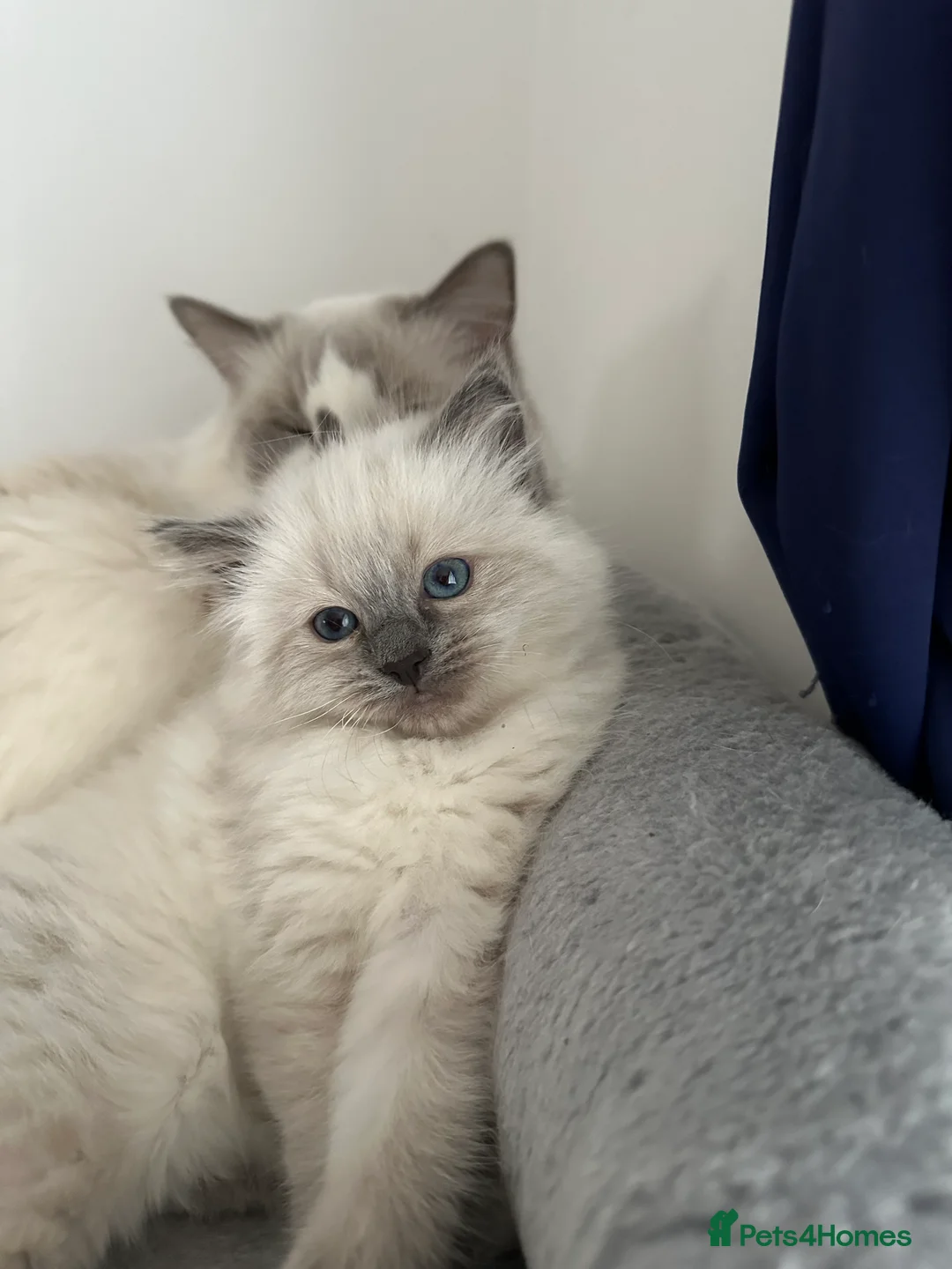 Ragdoll cats for sale: Gorgeous ragdoll girls!  - Advert 6