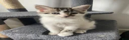 Mixed Breed cats for sale: 2 female kittens available  in Uckfield - Advert 3
