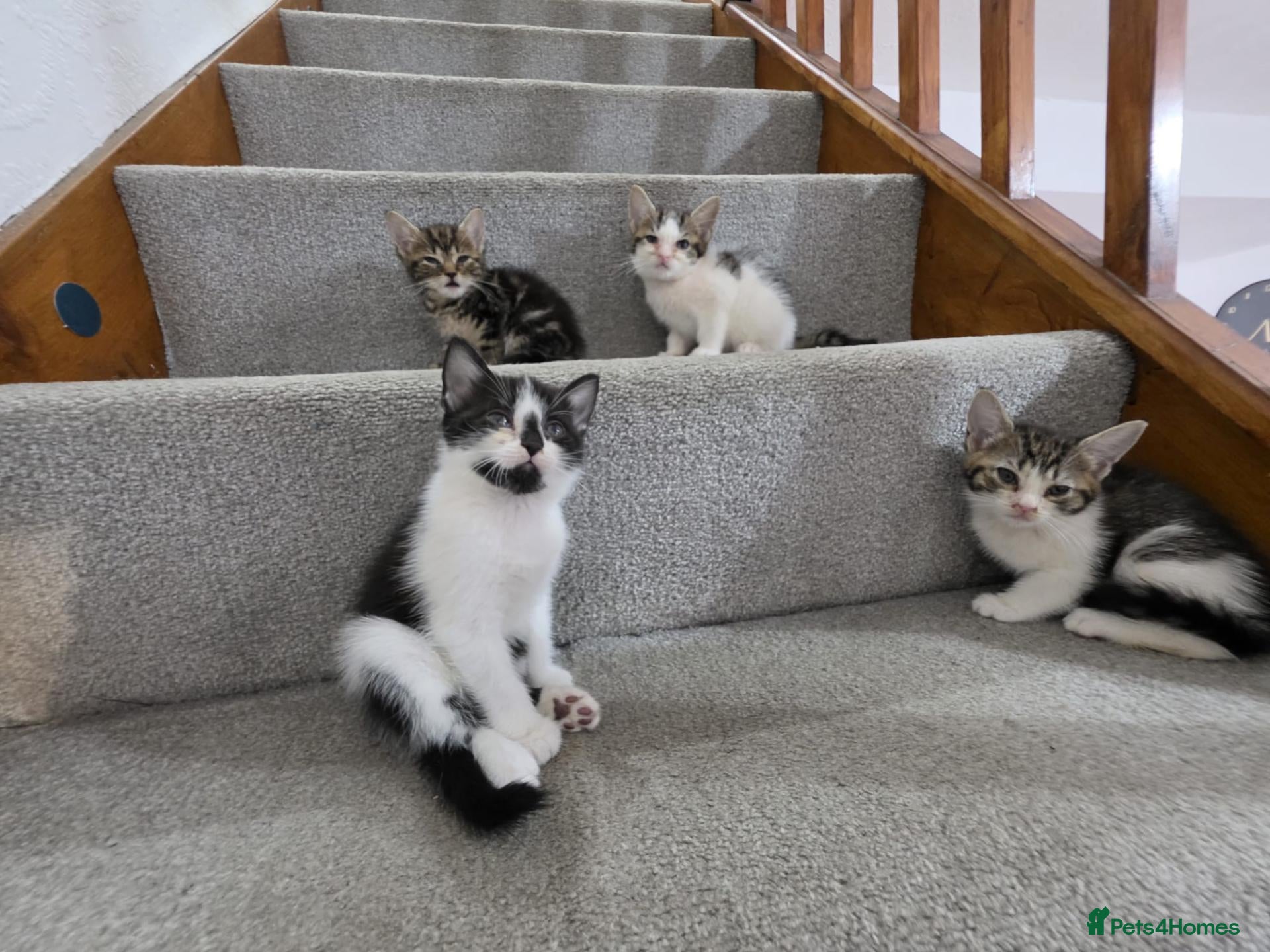 Mixed Breed cats Beautiful Mix Breed Kittens - Advert 17