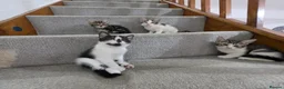 Mixed Breed cats for sale: Beautiful Mix Breed Kittens in Gillingham - Advert 1