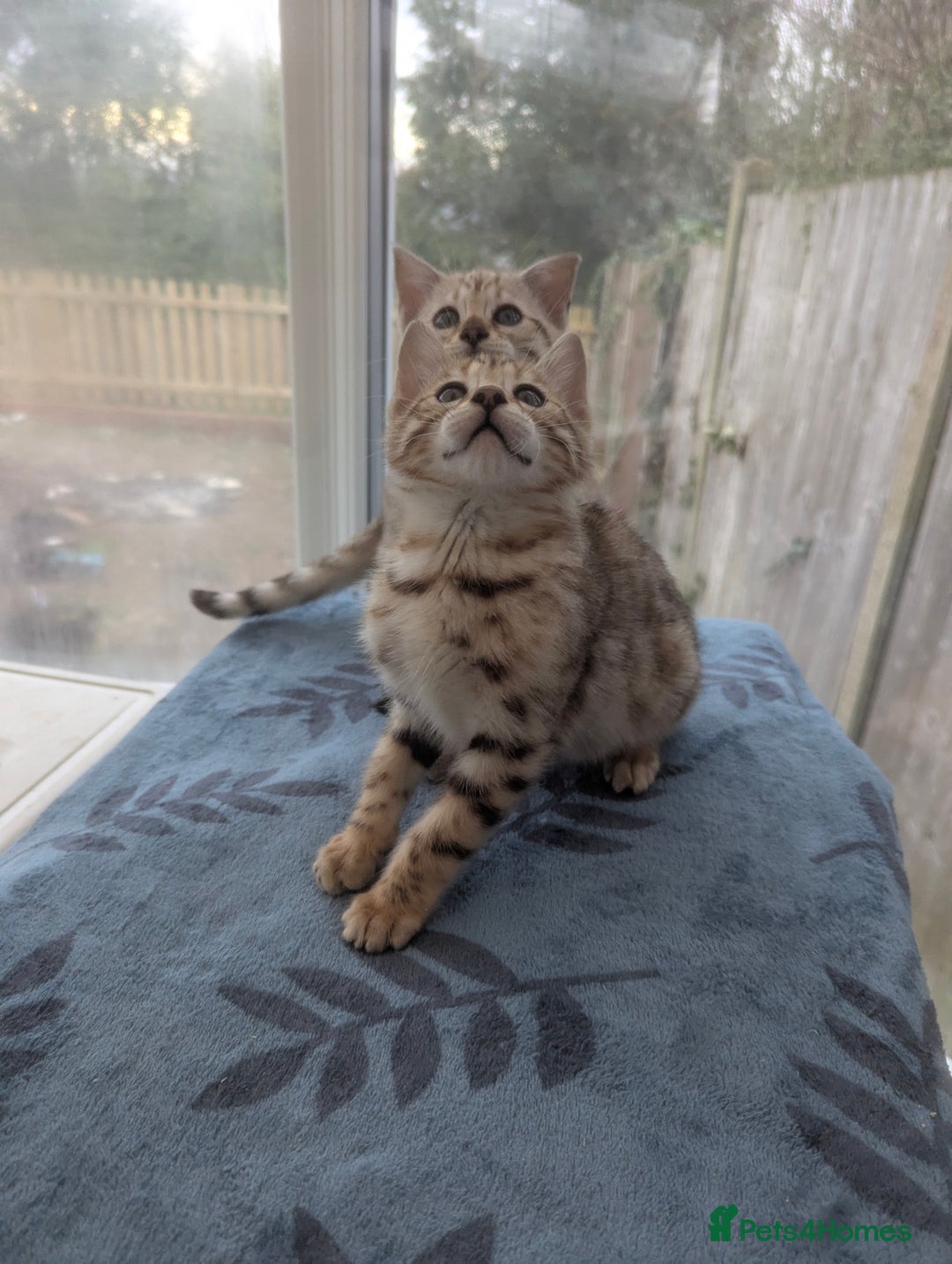 Bengal cats for sale: Bengal Kittens Purebreed Ready to Leave - Advert 4