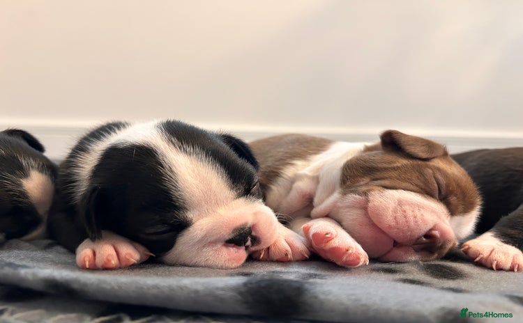 Boston Terrier dogs - Advert 1