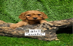 Cavapoo dogs for sale: TOY F1 RED CAVAPOOS extensivly dna clear. - Image 6