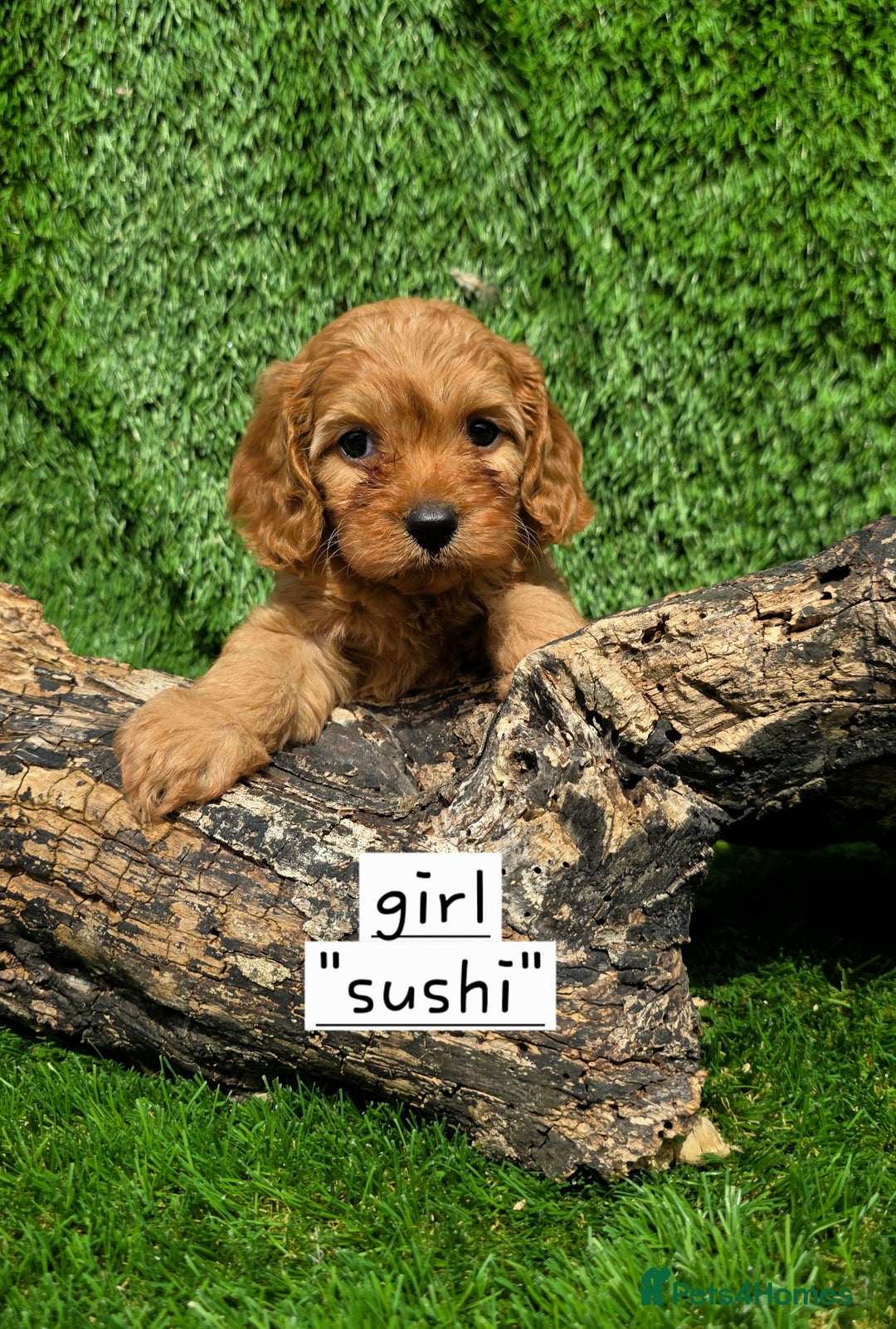 Cavapoo dogs for sale: TOY F1 RED CAVAPOOS extensivly dna clear. - Image 6