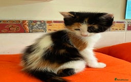 British Shorthair cats for sale: Lovely Kittens - Image 2