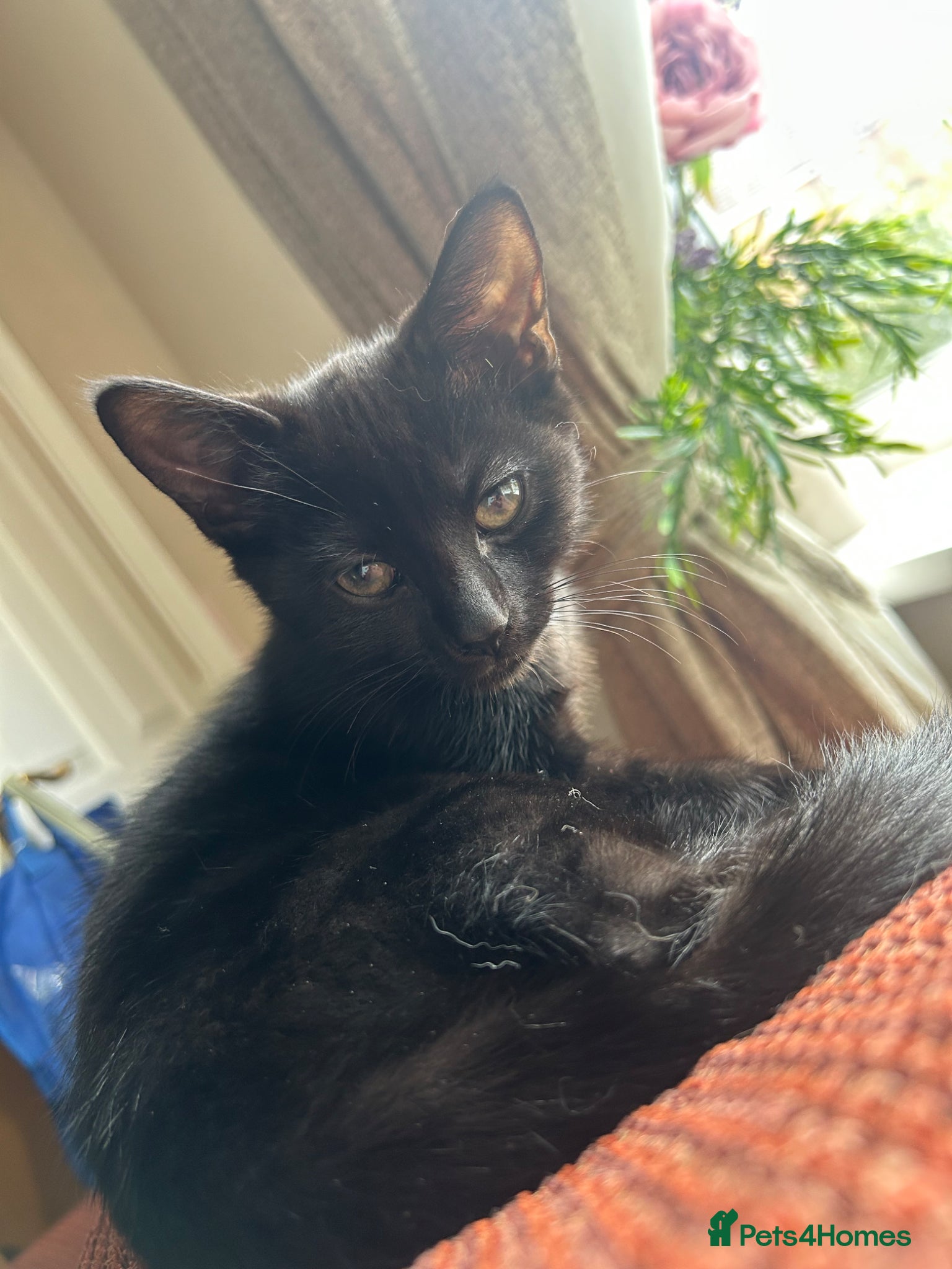 Mixed Breed cats for sale: Pretty black kitten for sale  - Advert 3