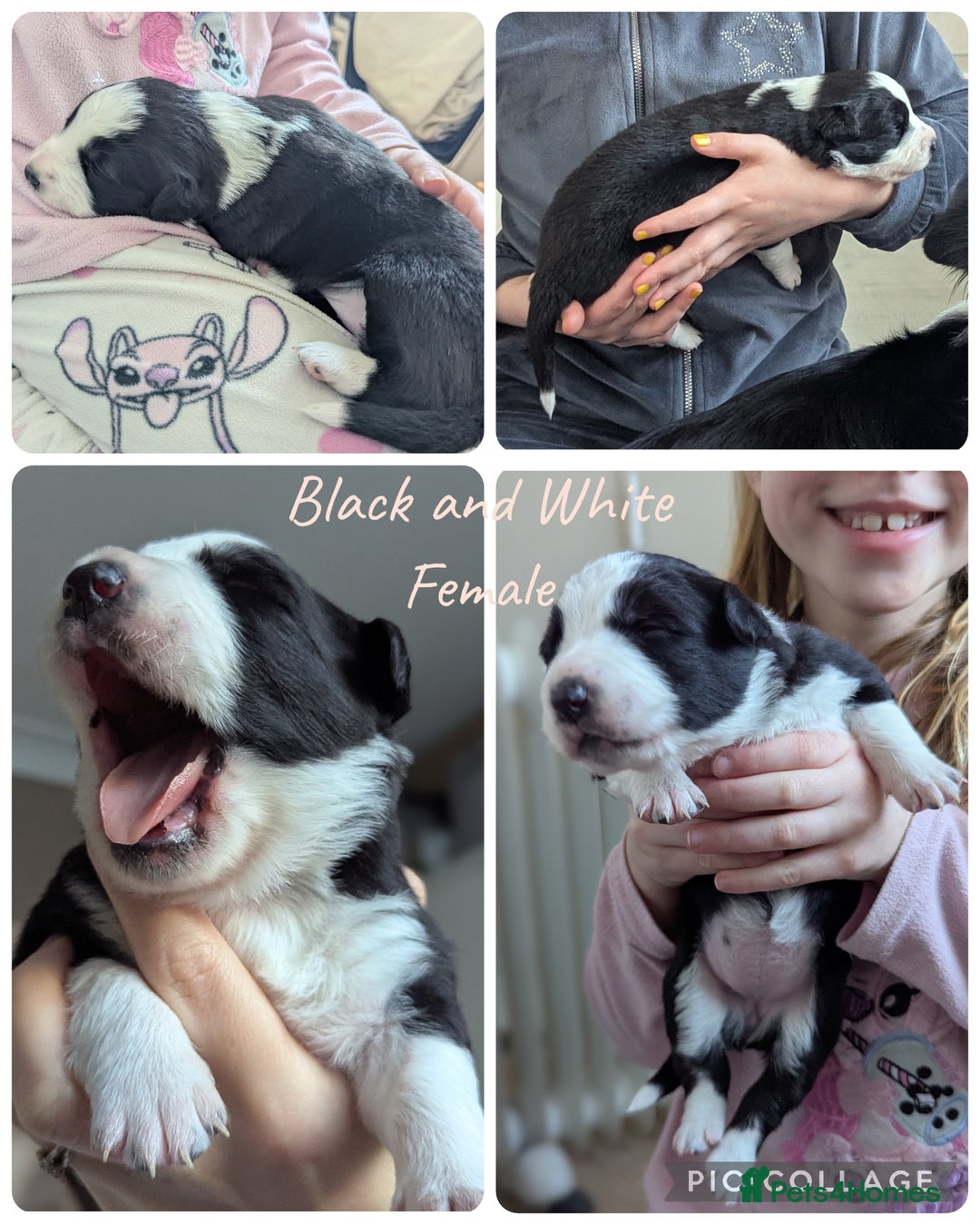 Border Collie dogs for sale: ISDS&KC REGISTERED BORDER COLLIE /MERLE PUPS  - Advert 4