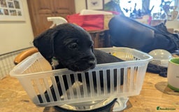 Mixed Breed dogs for sale: Stunning Puppies Ready to go 10 November - Image 24