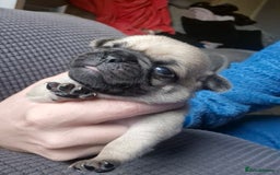 Pug dogs for sale: 4 beautiful pugs  - Image 4