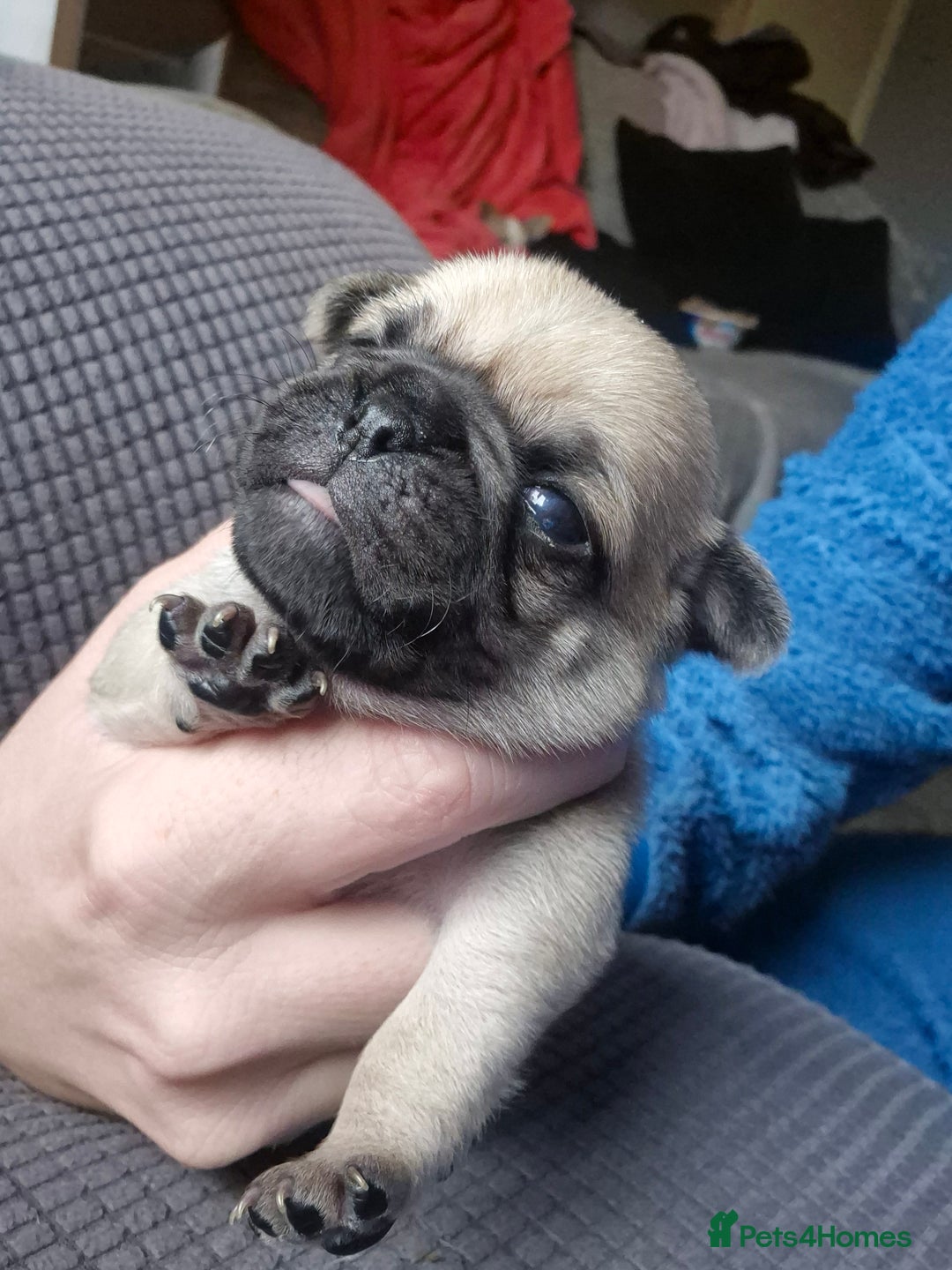 Pug dogs for sale: 4 beautiful pugs  - Image 4