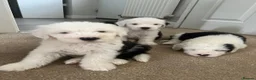 Old English Sheepdog dogs for sale:  Blue Eyes Old English Sheepdog Puppies  - Advert 3