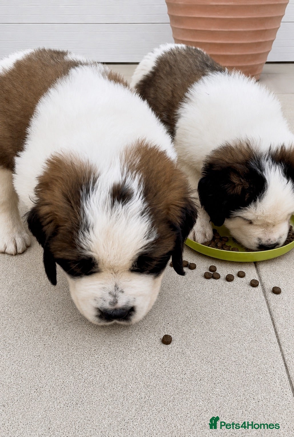 Saint Bernard dogs Perfect Show Quality KC registered Puppies - Advert 2