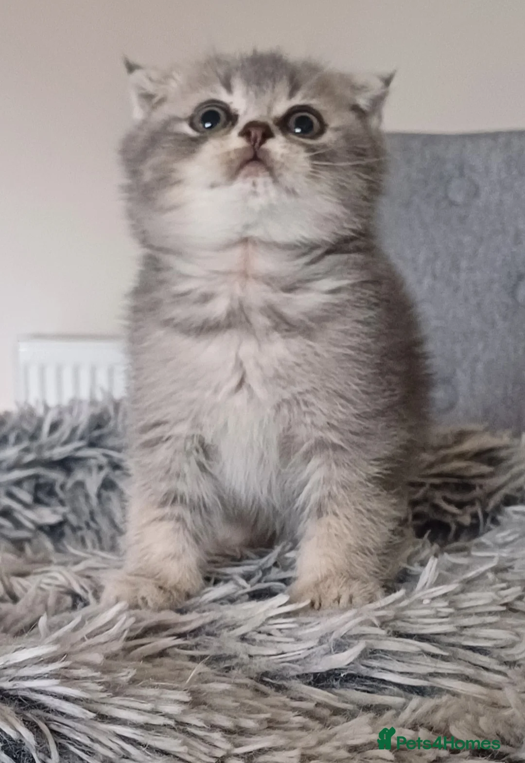 Scottish Fold cats for sale: Stunning TICA Scottish fold and straight kittens   - Advert 2