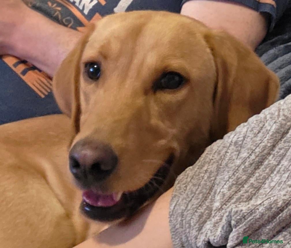 Labrador Retriever dogs Gorgeous Fox Red Labrador - 11 months - Advert 4