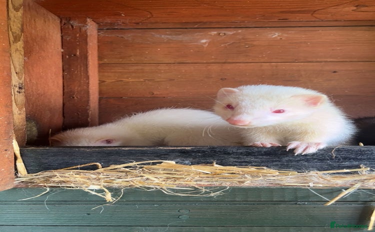Ferret rodents - Advert 2