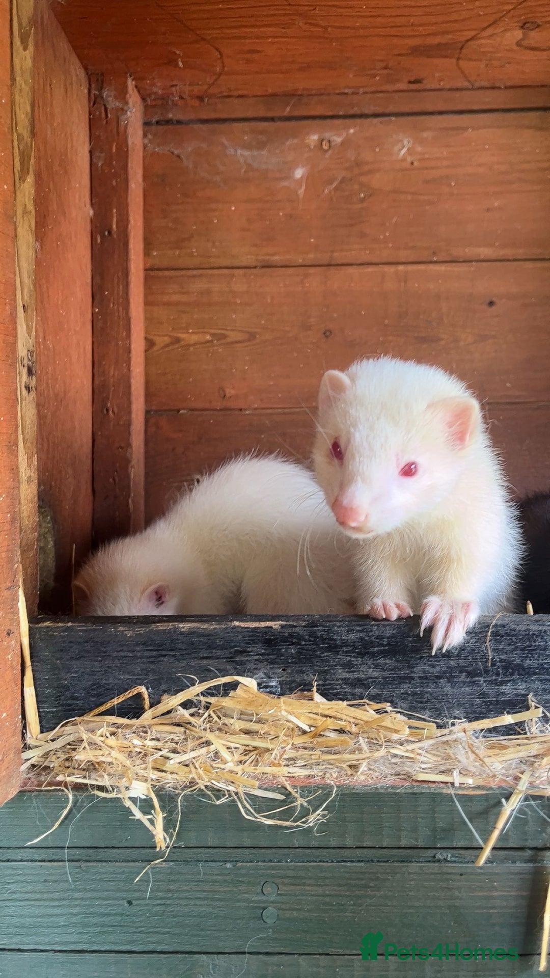 Ferret rodents for sale: ferret kits for sale  - Image 1