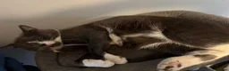 Domestic Shorthair cats for sale: Sandwich - Advert 7