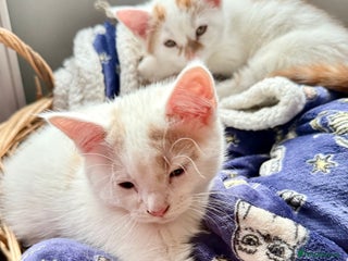 Domestic Shorthair cats 3 Adorable Ginger and White Kittens - Advert 2