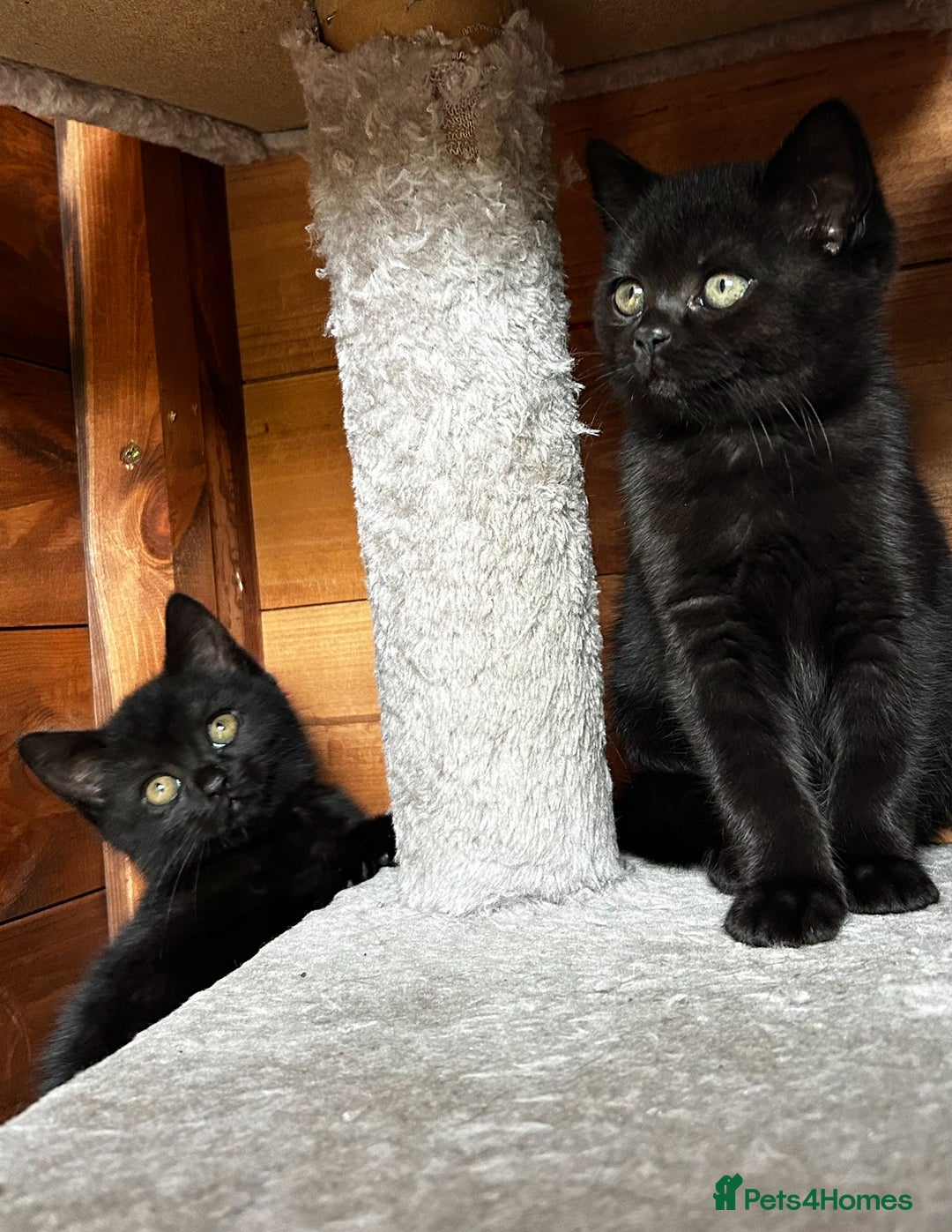 British Shorthair cats for sale: Kittens for forever homes - Image 2