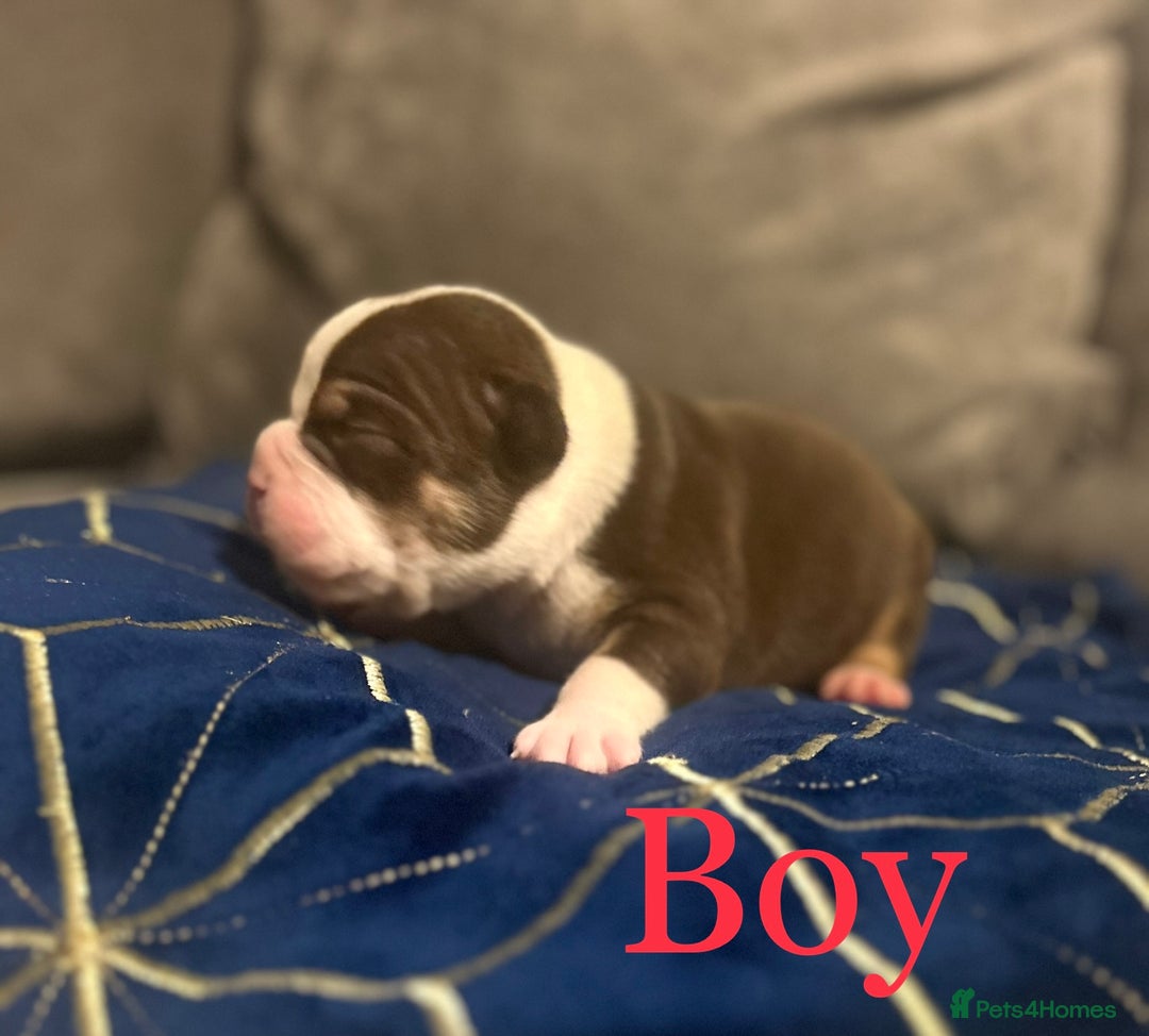 Olde English Bulldogge dogs for sale: Olde English bulldogges - Advert 6