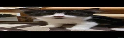 Mixed Breed cats for sale: Beautiful kittens looking for there forever homes  - Advert 4