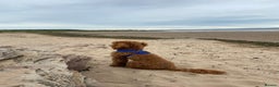 Miniature Poodle dogs for stud: KC Fox Red Fully Health Tested Miniature Poodle in Wirral - Advert 15