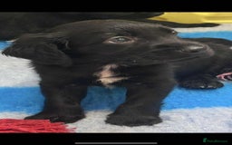 Mixed Breed dogs for sale: ** Spangold Retrievers ** - Image 18