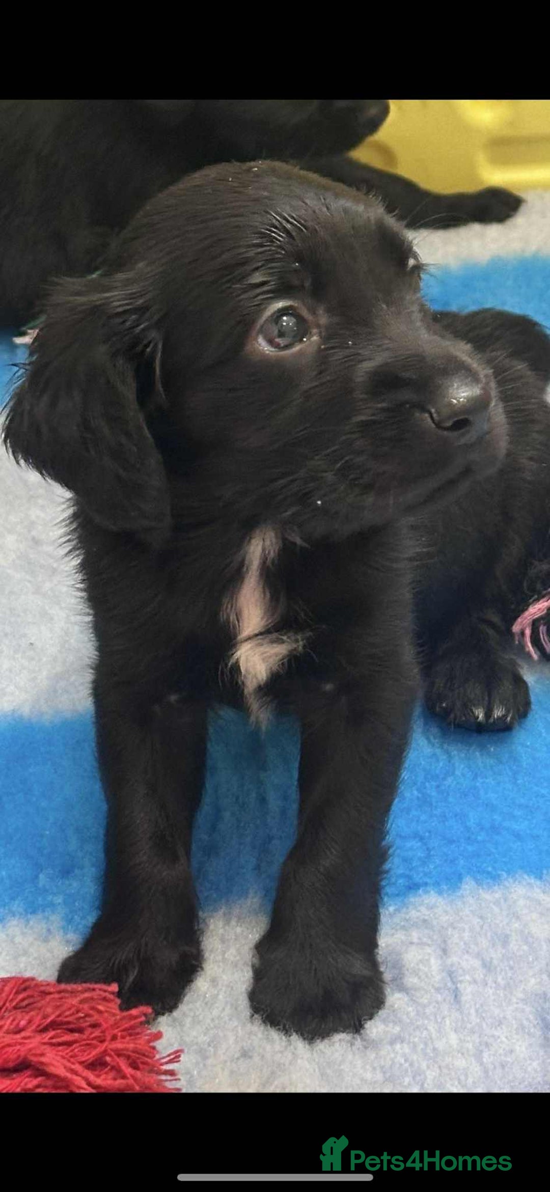 Mixed Breed dogs for sale: ** Spangold Retrievers ** - Image 18