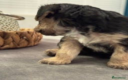 Mixed Breed dogs for sale: Adorable jackacavapoo puppies only 2 left  - Image 14