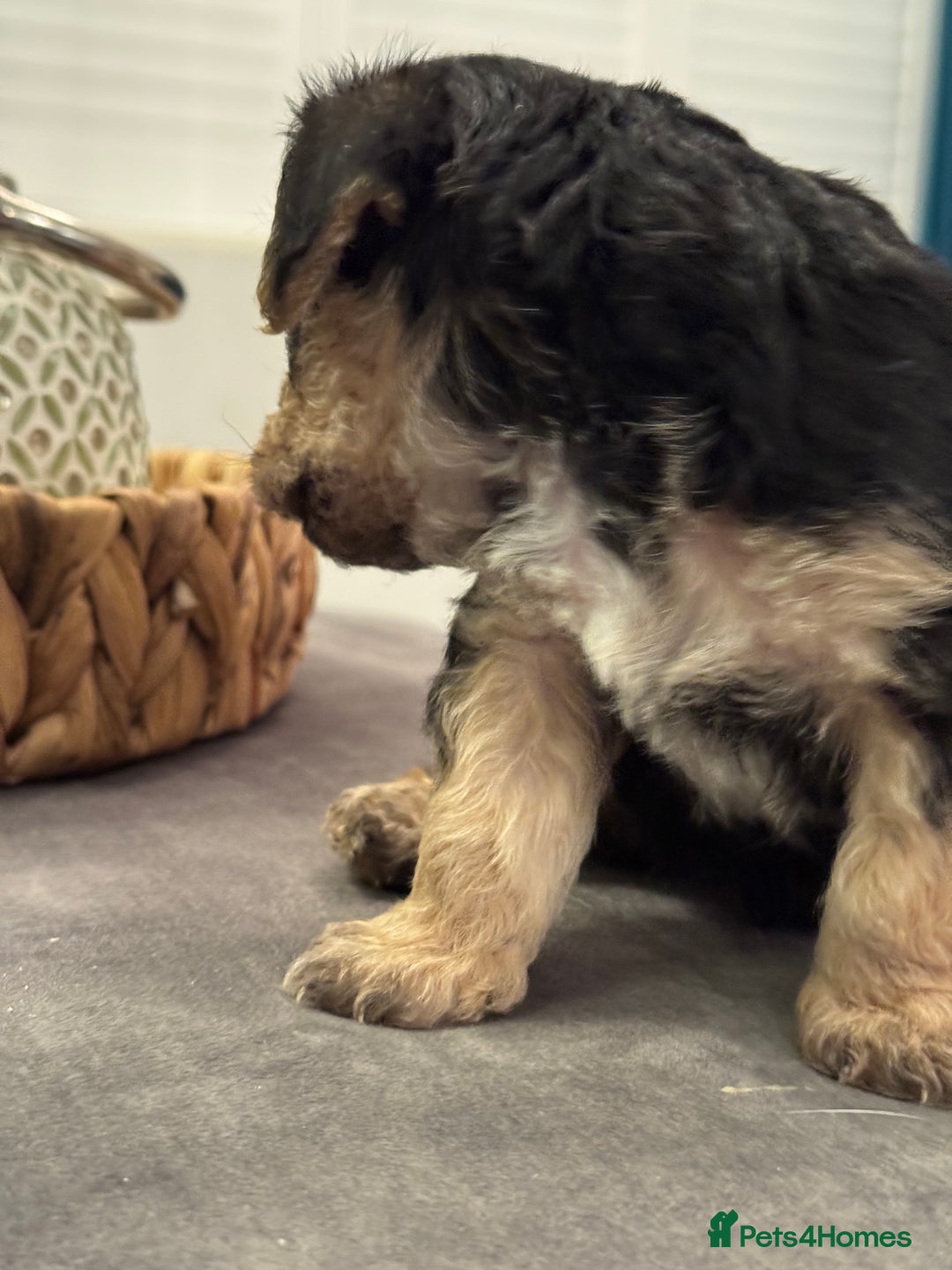 Mixed Breed dogs for sale: Adorable jackacavapoo puppies only 2 left  - Image 14